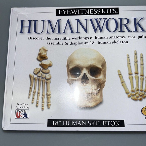 Human Works 18" Human Skeleton Hand On Learning Modeling Kit Eyewitness Kits NEW - Picture 2 of 6